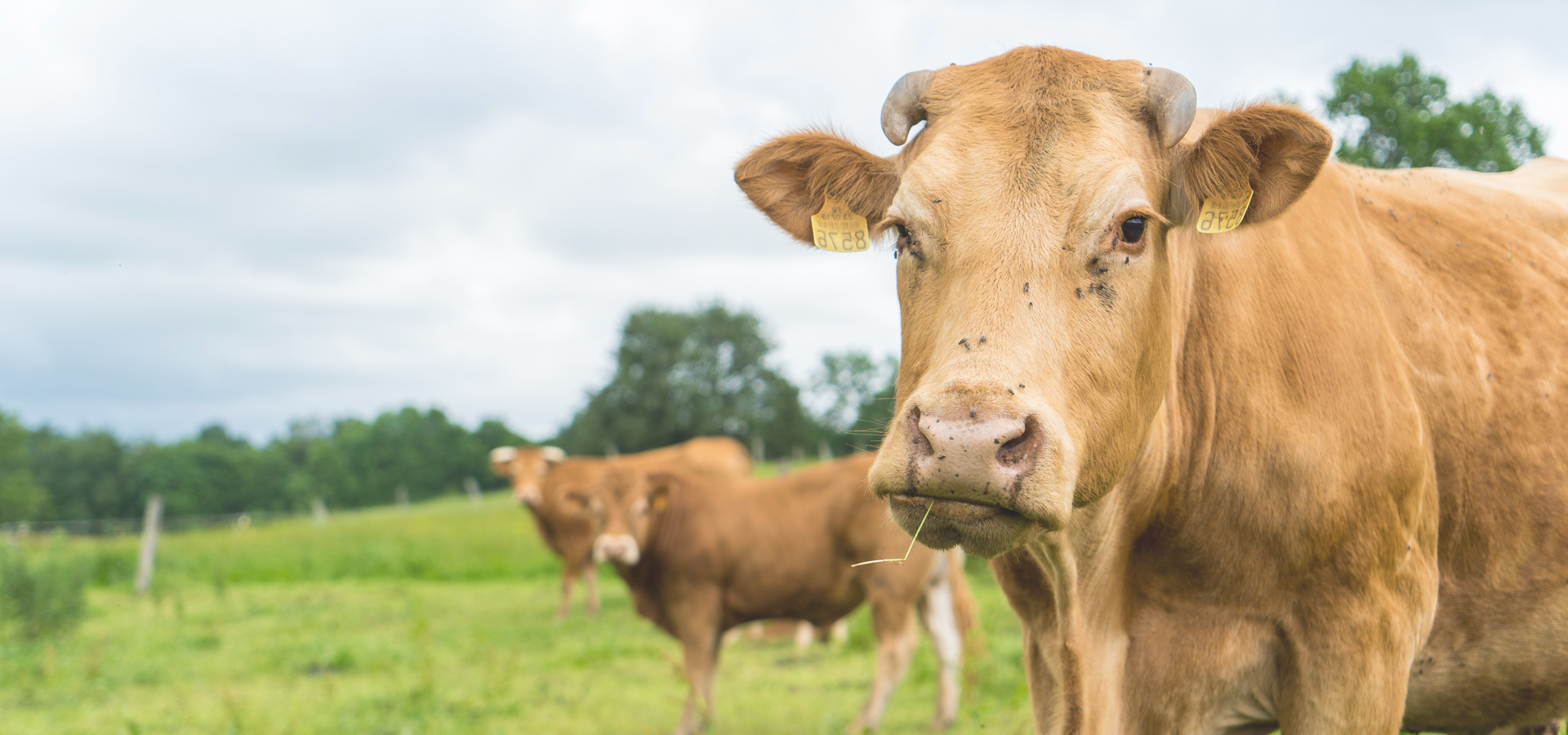 La Ferme des Gourmets en Aveyron
